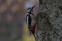 woodpecker on tree in our garden 1
