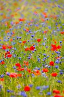 Feld voller Mohn und Kornblumen.