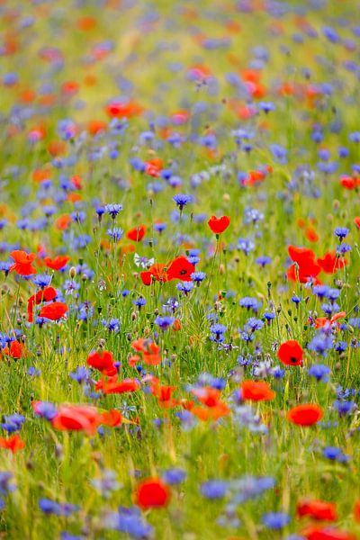 Feld voller Mohn und Kornblumen. von Maikel Claassen Fotografie
