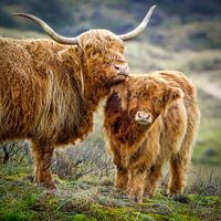 Schottischer Highlander mit Jugendlichen