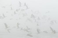 Kolganzen in de dikke mist