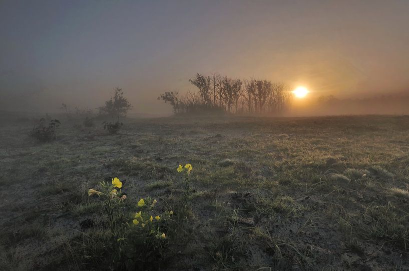 Sonnenaufgang in den Schoorl-Dünen von John Leeninga