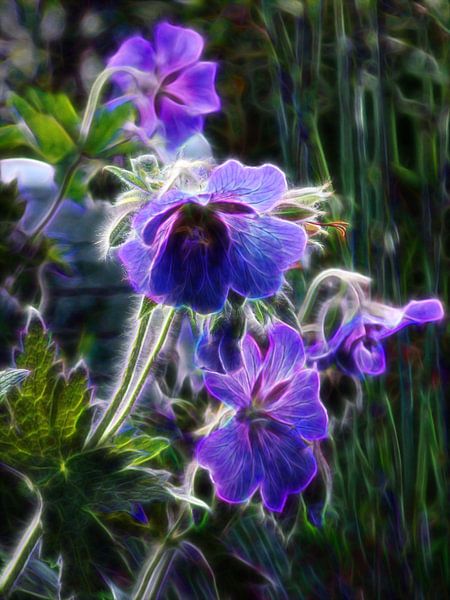 Le géranium à la lumière par Claudia Gründler