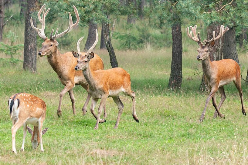 Cerfs rouges dans le Veluwe par Gert Hilbink
