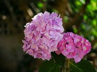 In summer the Hydrangeas