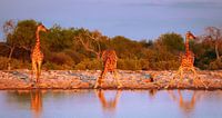 Giraffes in the last sunlight of the day, Africa