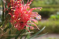 Flower with bee in the attack