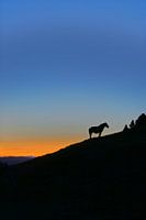 Cheval sur la montagne