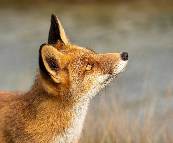 Vos (vulpes) van Wouter Van der Zwan