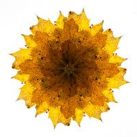 Kaleidoskop von Herbstblättern