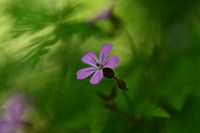 Wild flowers in the forest