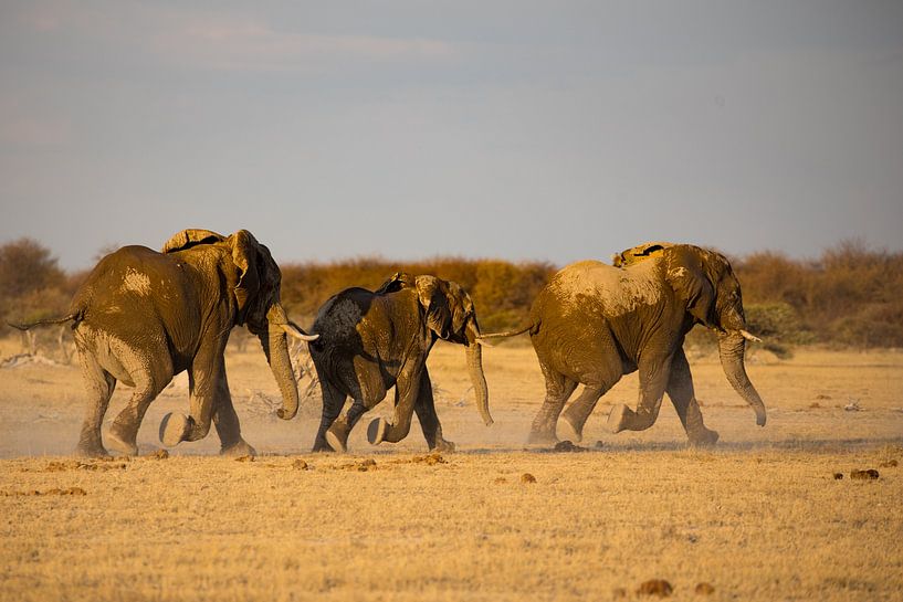 Les éléphants à Nxai Pan par Marieke Funke