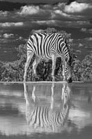 Ein Zebra, das an einer Wasserstelle trinkt und sich im Wasser spiegelt.