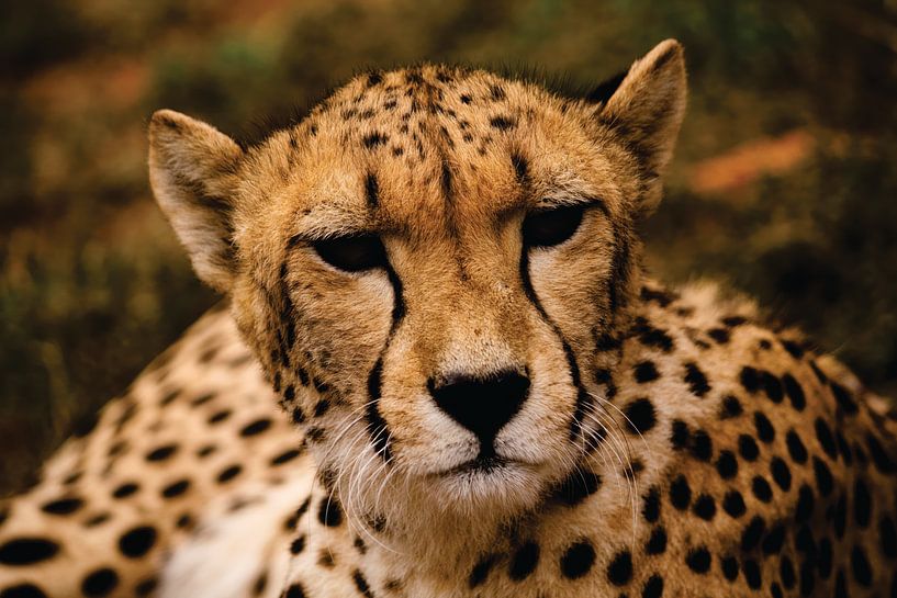 Nahaufnahme eines Geparden in Südafrika von Timba Art