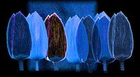 Les tulipes bleu