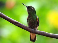 Braunschwanz-Hornkolibri Kolumbien