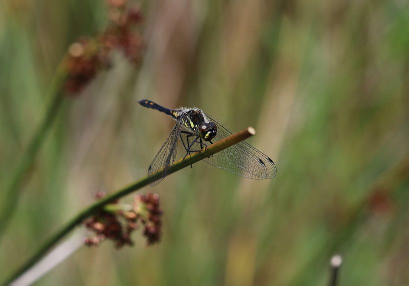 Schwarze Heidelibelle von Matthias Brix
