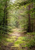 View through forest path Low Vuursche (Pijnenburg Estate)