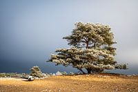 Fliegen auf einer Sandverwehung in Drenthe