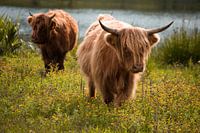 Schotse Hooglanders
