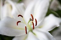 White lily close-up
