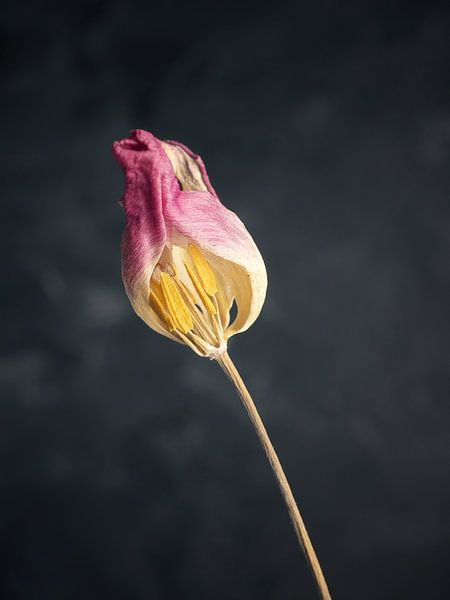 Tulipe pourpre cernée sur fond sombre par Andreas Berheide Photography