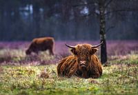Scottish highlander sitting in the field ( highland cattle )