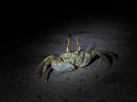 At night on the beach