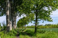 Der schöne Weg, auf dem die Bäume Augen haben.