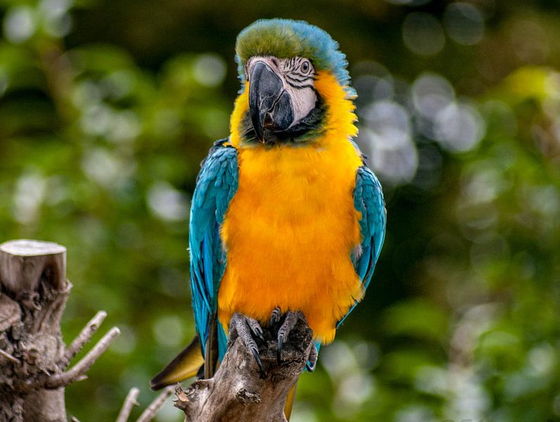 parrot by Thomas Depauw