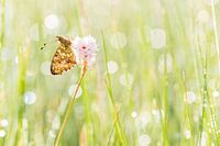 Purperstreepparelmoervlinder in de Eifel