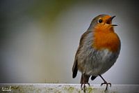 Robin chante vers le printemps