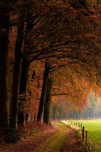 Along the garden path from.... by Jenco van Zalk