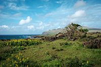 Le paysage de l'île de Pâques