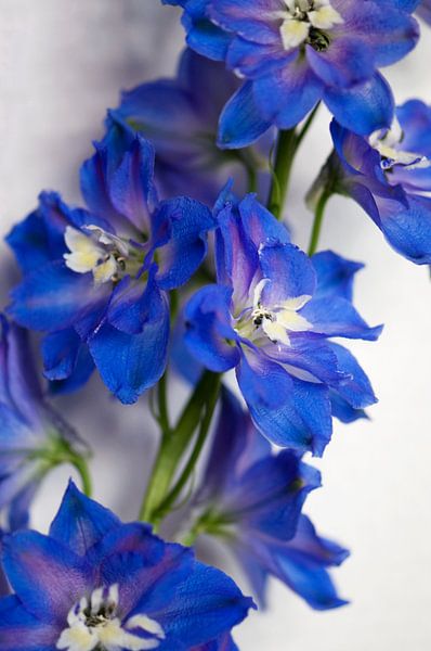 Bleu Pieds-d'alouette par Margot van den Berg