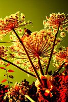 Berenklauw in infrarood