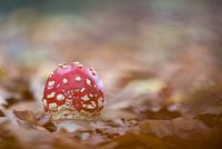 rouge à points blancs