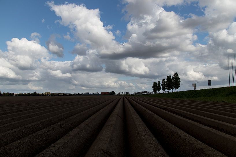 Newly sown by Ronald Blonk