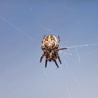 spider with blue background