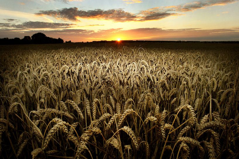 Weizenfeld von Luuk van der Lee