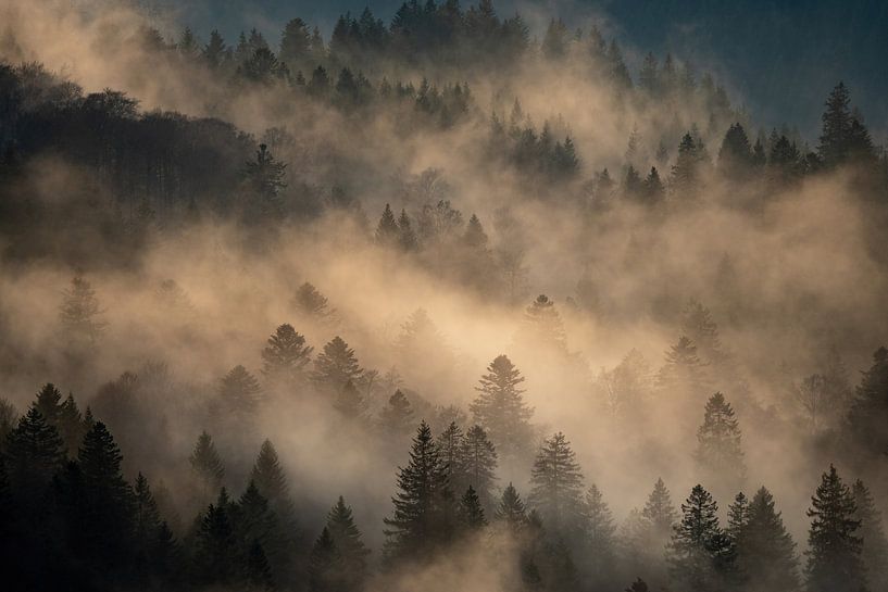 Arbres dans le brouillard par Sam Mannaerts