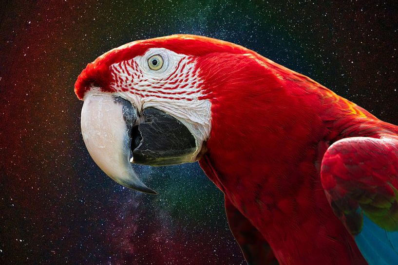 Papagei von Stephan Zaun