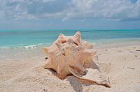 Muschel auf karibischem Strandsand - Naturfotografie