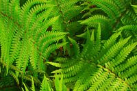 Weelderige groene varen