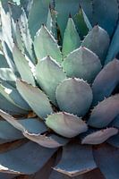 Pflanzen in Jardin Majorelle, Marrakesch
