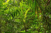 Grüne Natur in Surinam