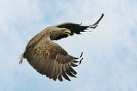 seeadler