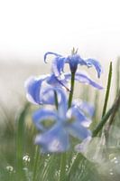 Blauw in de vrieskou