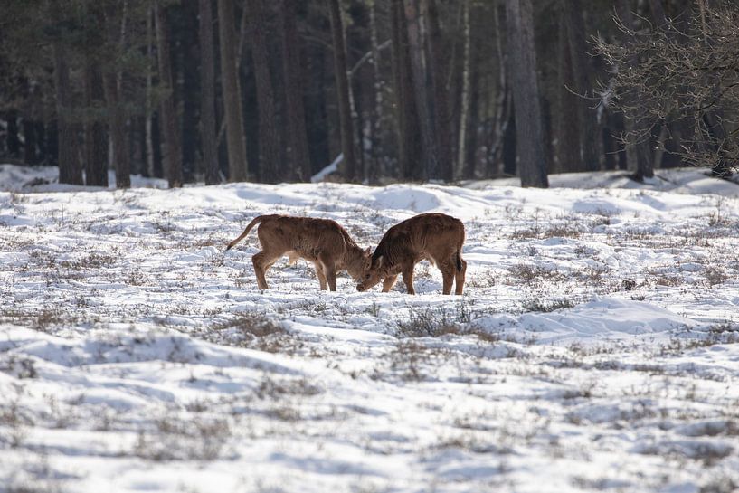 Tauros in the snow, in the woods by Tanja van Beuningen