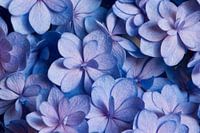 Close-up of a hydrangea in blue and pink